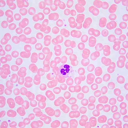 Микроскоп биологический MAGUS Bio 240B картинка