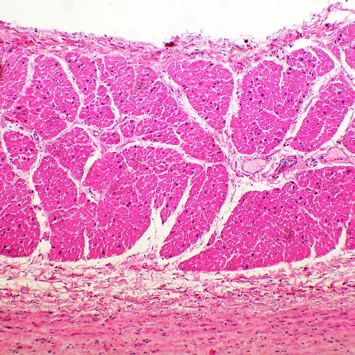 Микроскоп биологический MAGUS Bio 260T фотография