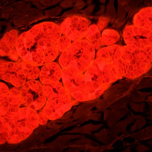 Микроскоп люминесцентный MAGUS Lum 450L картинка