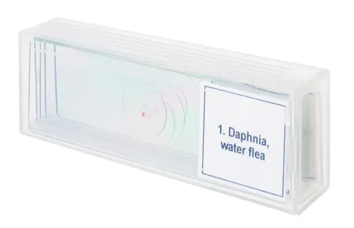 Набор микропрепаратов Levenhuk Discovery Prof DPS 5. «Жизнь в капле воды» фото