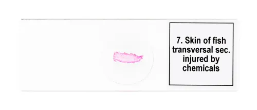 Набор микропрепаратов Levenhuk Discovery Prof DPS 25. «Биология, Птицы и др.» картинка