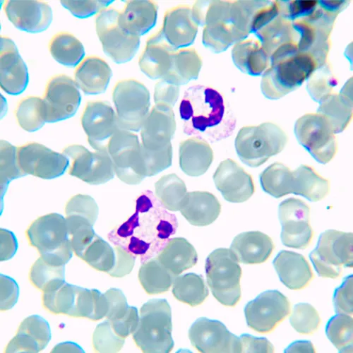 Микроскоп биологический MAGUS Bio 230TL фото