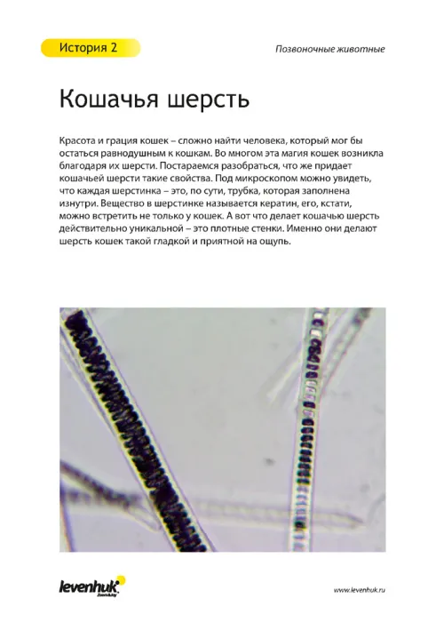 Набор микропрепаратов Levenhuk N80 NG «Увидеть все!» картинка