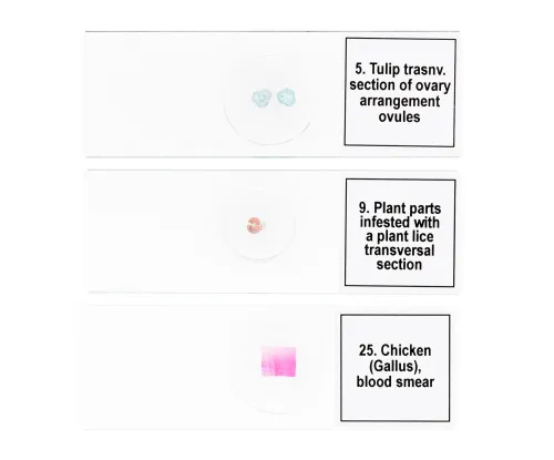 Набор микропрепаратов Levenhuk Discovery Prof DPS 25. «Биология, Птицы и др.» фото