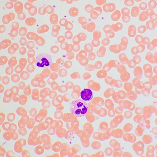 Микроскоп биологический MAGUS Bio 270T картинка