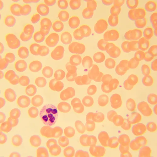 Микроскоп биологический MAGUS Bio 230T картинка