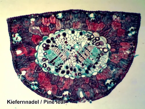 Набор микропрепаратов Bresser 100 шт., в кейсе фото