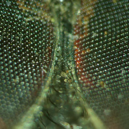 Микроскоп стереоскопический MAGUS Stereo A18T картинка