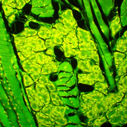 Микроскоп люминесцентный MAGUS Lum 450L фотография