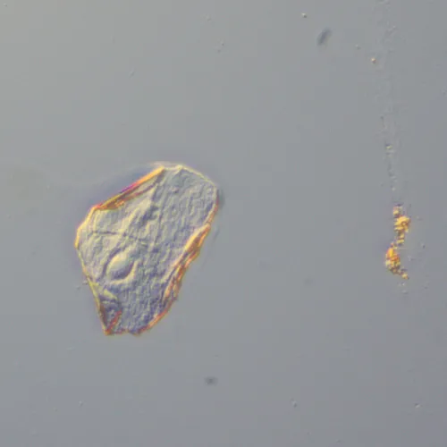 Устройство для работы методом дифференциально-интерференционного контраста (ДИК) MAGUS DIC290 изображение