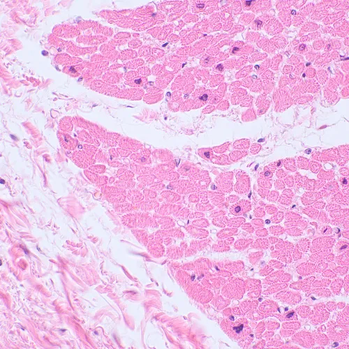 Микроскоп биологический цифровой MAGUS Bio D230TL картинка