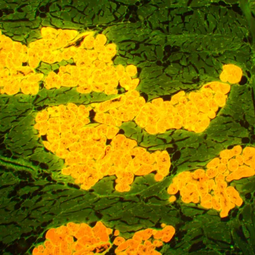 Микроскоп люминесцентный MAGUS Lum 450L изображение