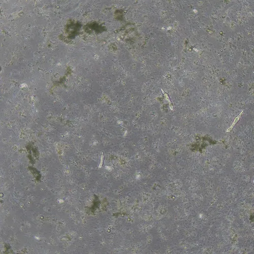 Фазово-контрастное устройство MAGUS SPH360 с набором объективов План ПолуАпохромат Plan S-Apo Ph 4х/10х/20х/40х/60х H60 мм изображение