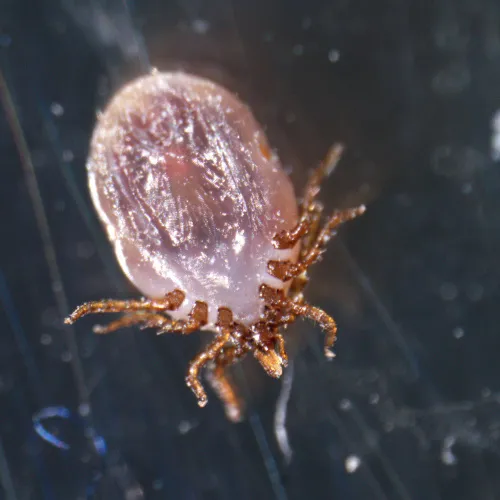 Микроскоп стереоскопический MAGUS Stereo A18T фото