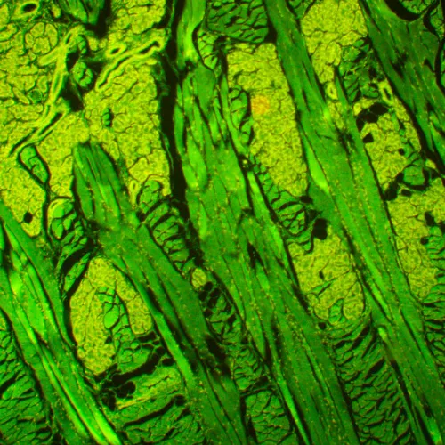 Микроскоп люминесцентный MAGUS Lum 450L картинка