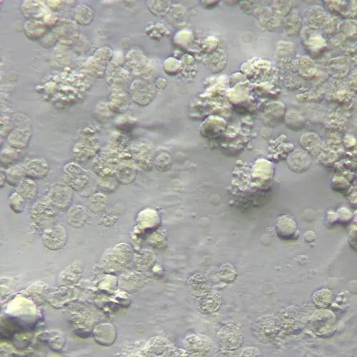 Устройство MAGUS HCM360 для работы методом контраста Хоффмана с набором объективов фотография