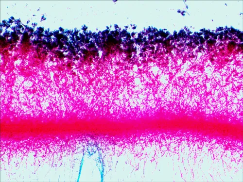 Набор готовых микропрепаратов Levenhuk N38 NG фотография