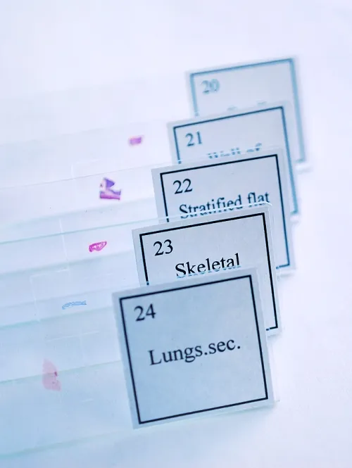 Набор для опытов с микроскопом Levenhuk K50 картинка