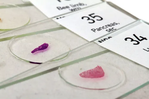 Набор микропрепаратов Levenhuk N80 NG «Увидеть все!» картинка