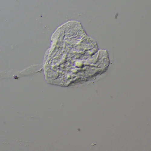 Устройство для работы методом дифференциально-интерференционного контраста (ДИК) MAGUS DIC290 картинка