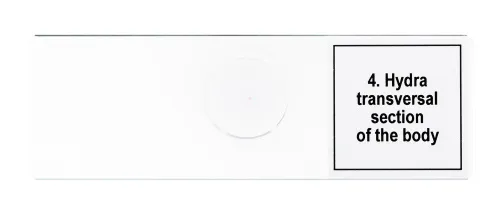 Набор микропрепаратов Levenhuk Discovery Prof DPS 5. «Жизнь в капле воды» фото