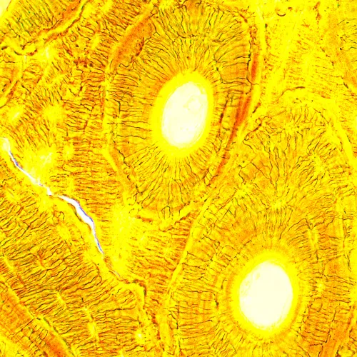 Микроскоп биологический MAGUS Bio 250B картинка