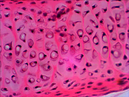 Набор готовых микропрепаратов Levenhuk N20 NG изображение