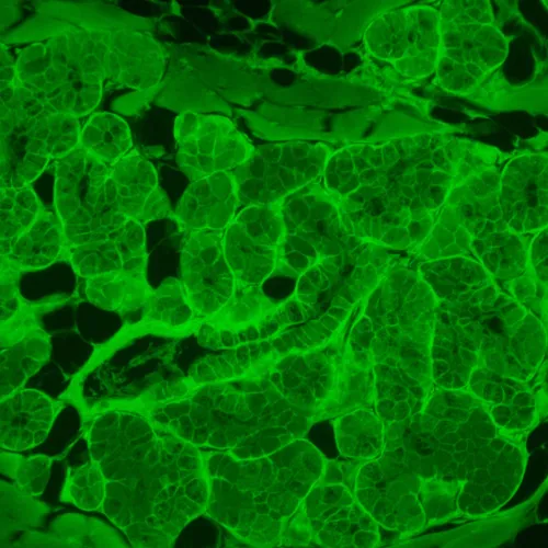 Микроскоп люминесцентный инвертированный цифровой MAGUS Lum VD500L изображение