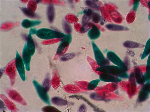 Набор готовых микропрепаратов Levenhuk N38 NG фото