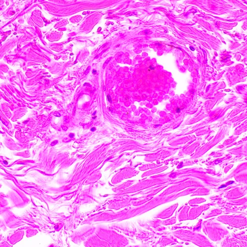 Микроскоп биологический MAGUS Bio 290T фото