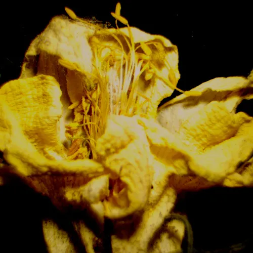 Микроскоп стереоскопический MAGUS Stereo 9T фотография