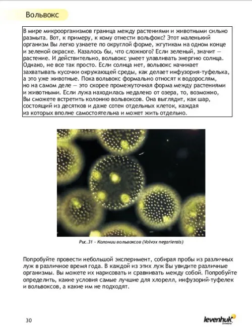 Набор для опытов с микроскопом Levenhuk K50 изображение