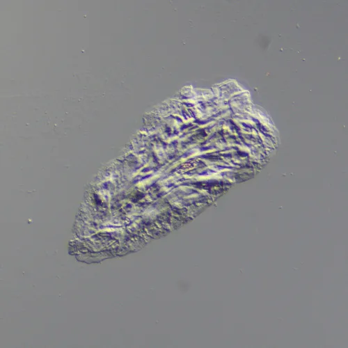 Устройство для работы методом дифференциально-интерференционного контраста (ДИК) MAGUS DIC290 картинка