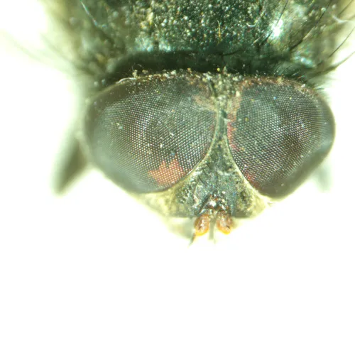 Микроскоп стереоскопический MAGUS Stereo A8 изображение