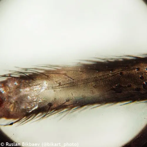 Микроскоп Levenhuk Rainbow D50L PLUS, 2 Мпикс, Moonstone\Лунный камень фото