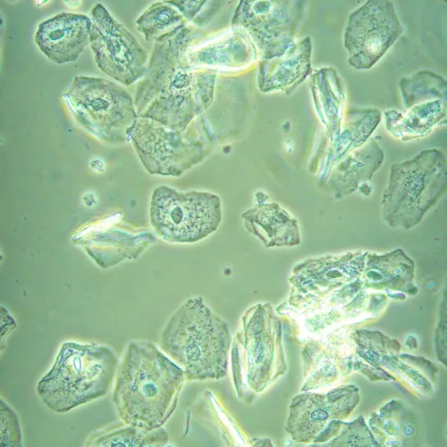 Микроскоп биологический инвертированный MAGUS Bio V360 фотография