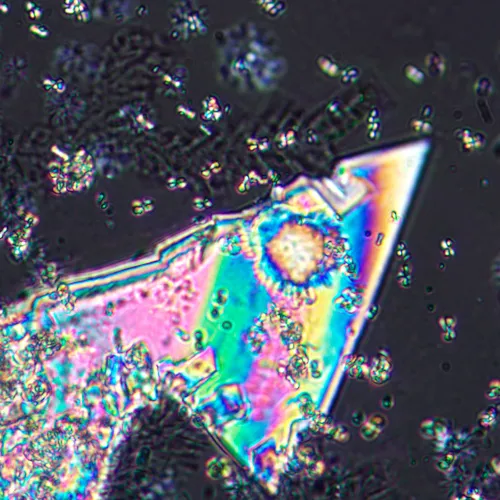 Микроскоп поляризационный MAGUS Pol 800 картинка