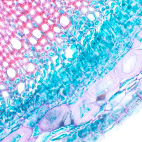 Микроскоп биологический MAGUS Bio 230T фото