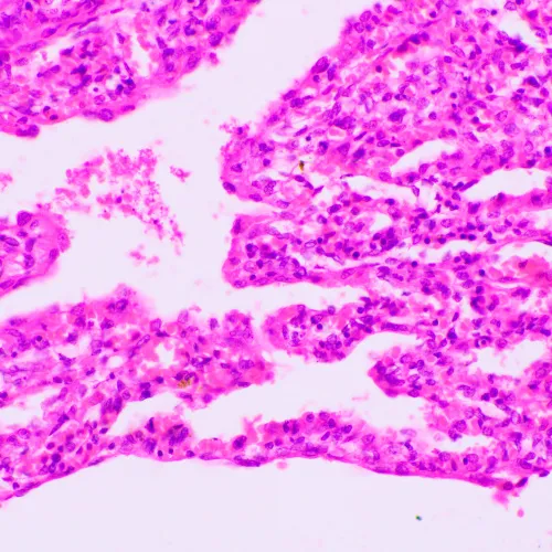 Микроскоп биологический MAGUS Bio 270T фотография