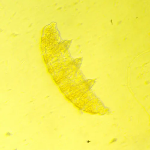 Микроскоп биологический инвертированный MAGUS Bio V350 фотография