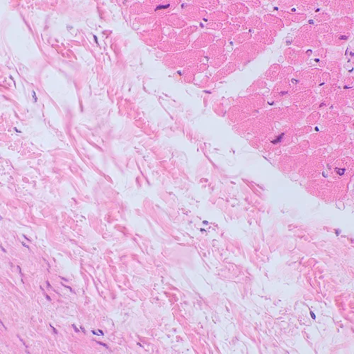 Микроскоп биологический цифровой MAGUS Bio D250TL LCD изображение