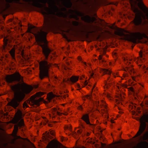 Микроскоп люминесцентный инвертированный цифровой MAGUS Lum VD500L LCD фото