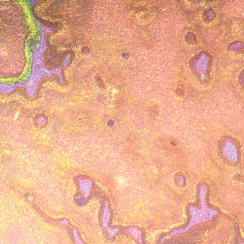 Микроскоп металлографический инвертированный MAGUS Metal V790 DIC изображение