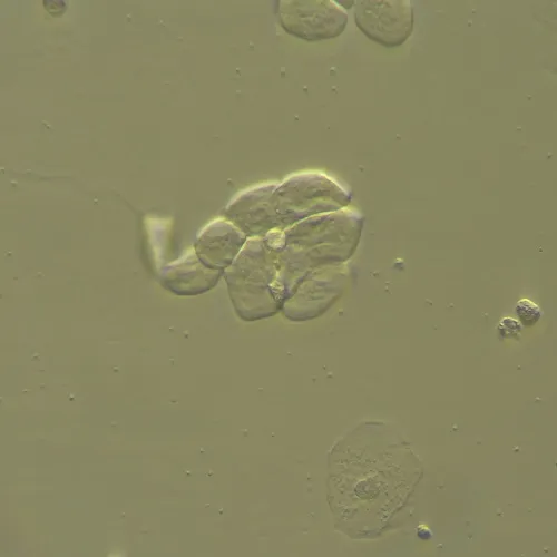 Устройство MAGUS HCM360 для работы методом контраста Хоффмана с набором объективов картинка