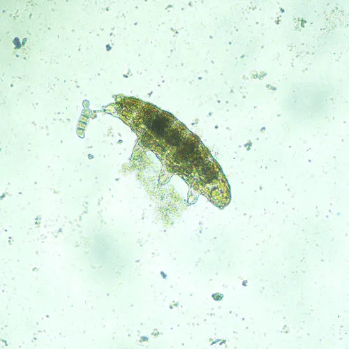 Микроскоп биологический инвертированный MAGUS Bio V300 изображение