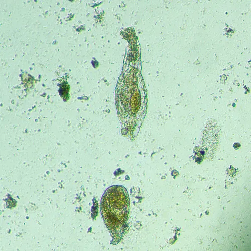 Микроскоп биологический инвертированный цифровой MAGUS Bio VD300 фотография