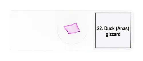 Набор микропрепаратов Levenhuk Discovery Prof DPS 25. «Биология, Птицы и др.» фотография