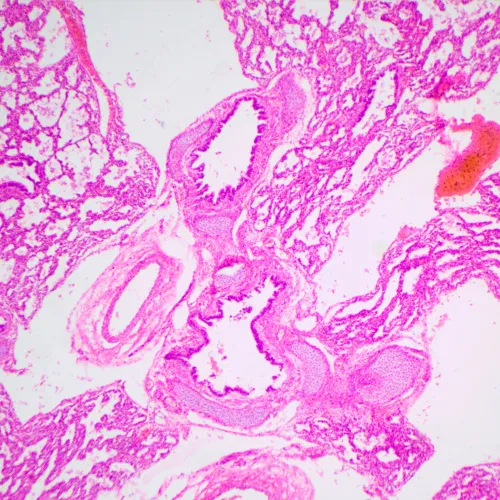 Микроскоп биологический MAGUS Bio 240T фотография