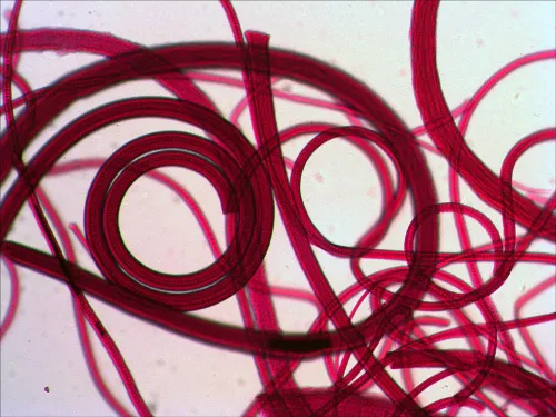 Набор микропрепаратов Levenhuk N80 NG «Увидеть все!» фотография