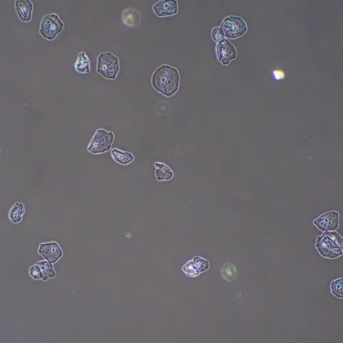 Фазово-контрастное устройство MAGUS PH2 картинка